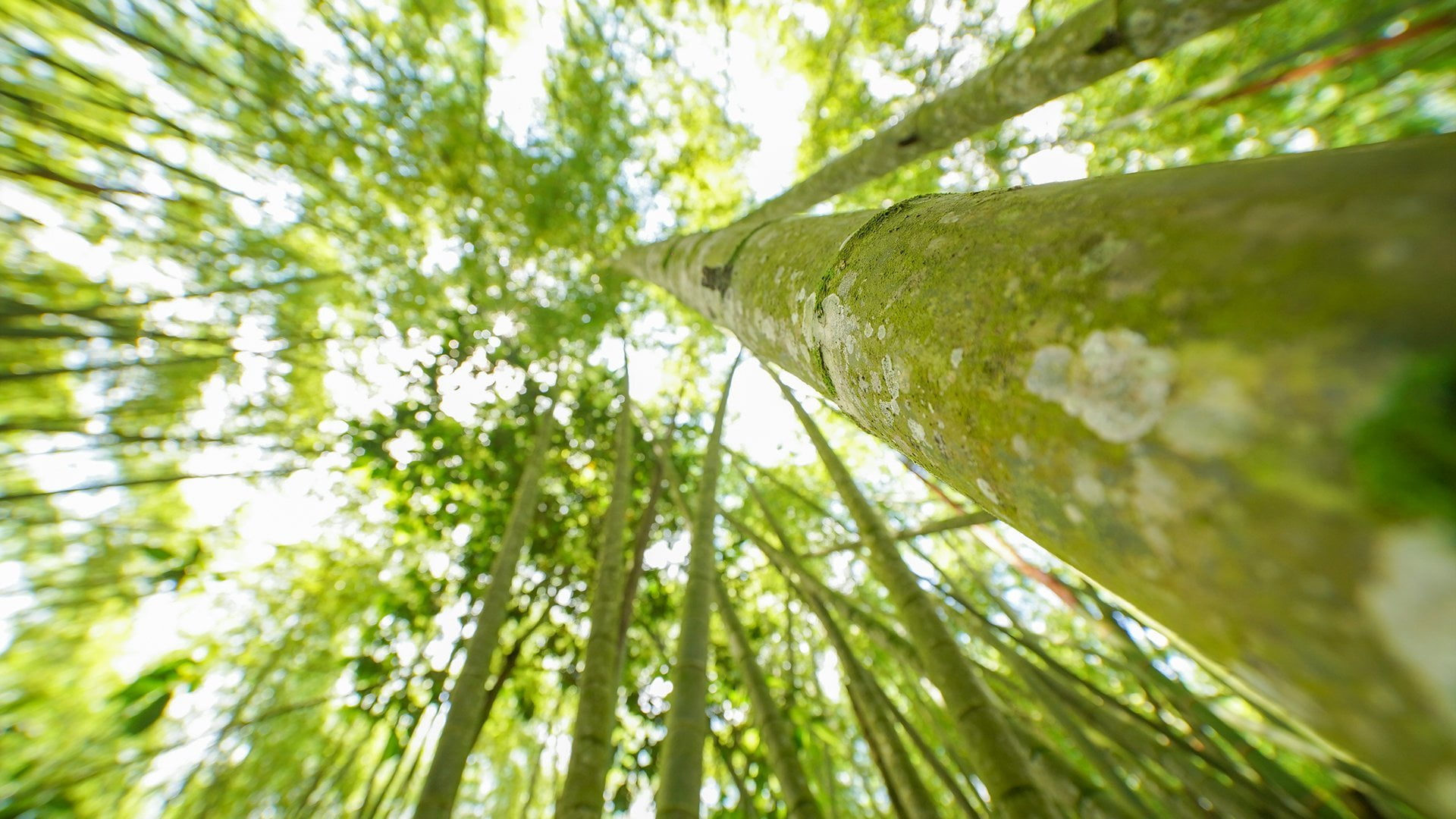 Sendero bambusario