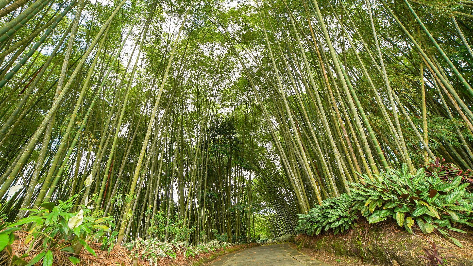 Sendero del bambusario