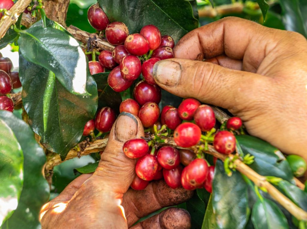 Manos caficulturas recogiendo café